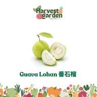 Fresh Guava Lohan // Jambu Batu 番石榴 (400G+/- or 1KG+/-)