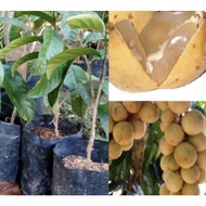 Pokok dokong madu thai hybrid buah sedap
