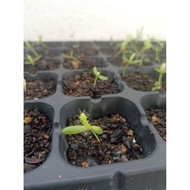 Anak pokok Buah Naga (merah)