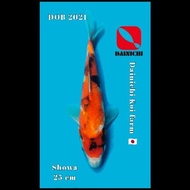 Ikan Koi Showa Import Impor Jepang Dainichi Sertifikat Serty Hologram