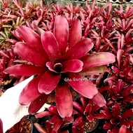 Bromeliad Super ball / Gha Garden House/ live plants