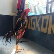 Ayam Shamo Aseel Super Berkualitas