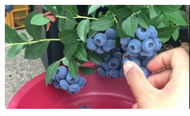 Blueberry Plant SEED Dwarf