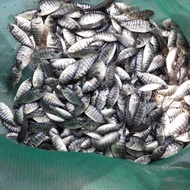 Bibit Nila Hitam Nirwana 3-6cm / Ikan Mujair Nila Hitam Nila Nirwana