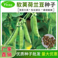 Dutch Bean Seed Seed Pea Sprout Four Seasons Beet Vegetable Pea Seed Vegetable Seed Vegetable Lai Br