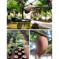 unggul premium bibit MAMEY SAPOTE MAGANA JUMBO sawo meme mame saphote