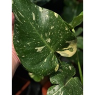 Plantaporter Monstera Thai Constellation MTC live plant