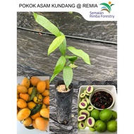 Anak Pokok Asam Kundang / Remia | Bouea macrophylla (Buah-Buahan Nadir Tempatan)