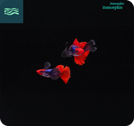 Guppy PRTDE KOI Grade Gupi Platinum Red Tail Dumbo Ear Koi 1 satu pasang