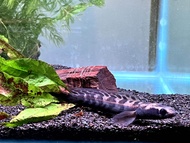 Channa Red Seruyan 4-6 inci [READY STOCK][FAST SHIPPING] Ikan hiasan akuarium cantik lawa - emperor snakehead/ 梅花斑雷龙/ Haruan/ Toman 多曼观赏鱼