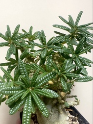 泡泡葉琉桑