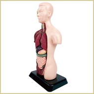 Human Body Model for Kids Detachable Realistic Educational Toys Anatomy Models Human Body Figure for