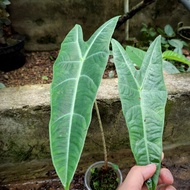 Tanaman hias bunga ALOCASIA LONGILOBA ZEBRINA