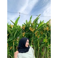 Hijab - old school Paris hijab - old school Paris - old school Paris