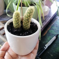Kaktus mammilaria elongata/kaktus renda emas