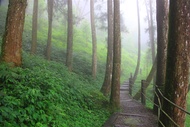 南投旅遊｜集集小鎮.綠色隧道.杉林溪森林會館含晚餐二日｜中部出發
