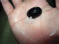 【山水水族】黑金剛螺(1.5~2公分)一組10隻