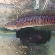 Channa Asiatica RSP Kalimaya Merah 15-17 CM