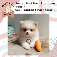 Baru Mini Pom Snow White Stambum Anak Anjing Minipom Putih Pomeranian