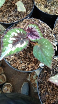 BIBIT TANAMAN HIAS BEGONIA REX