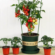 Benih Tomato Renek 20 pcs/Dwarf Tomato/盆栽小番茄