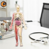 [prettyia] 3D Human Body Model Creative Removable Parts DIY Skeleton Toy for Children