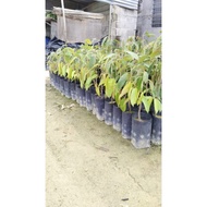 Pokok Durian Tupai King
