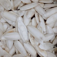 6pcs size 10cm Dried White Cuttlefish Bone Pure Natural Squid Shell Cuttlefish Bone