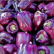 เมล็ดพันธุ์ พริกหวานม่วง ไลแลค เบล Lilac Bell Sweet Pepper Seed 40 เมล็ด คุณภาพดี ราคาถูก ของแท้ 100%