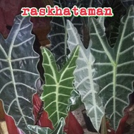 tanaman keladi amazon tengkorak / caladium amazone