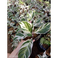 Calathea White Fusion - rare beauty