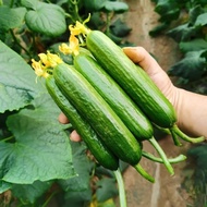 High-Produced Climbing Fruits Cucumber Seeds Four Seasons Unbeaten Cuiwang Vegetables Dry Old Cucumb