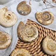 [Natural Fossil] Perisphinctes Ammonite - 7cm 1pc