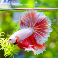 IKAN CUPANG - Ikan Cupang Halfmoon Jantan Ikan Laga Ikan Cupang Warna Bagus Ikan Hias Aquarium Aquas