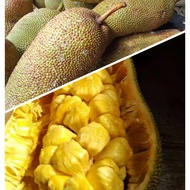 buah nangka cempedak segar dan manis 1 kg