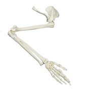 SA Human Skeleton Arm Skeletons Study Model Medicals Anatomical Model Arm Skeleton Model Life Size H