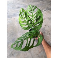 Monstera Esqueleto/巨洞龟背竹