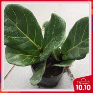 Fiddle Leaf  Fig Tree pokok hiasan yang ekslusif