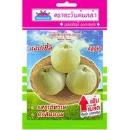 Cantaloupe Seeds Apple Sun Seedlings