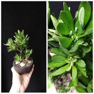 菊花芯羅漢松 盆景  連 陶瓷花盆   plant  Bonsai 植物 盆栽 小樹  禮物 gift 22cm(H)
