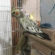 Falk betina pearl grey
