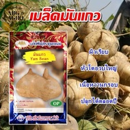 3g Benih Ubi Sengkuang / Yam Bean Seed / Jicama Seed / Cap Golden Mountain ⛰️