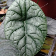 Baby Alocasia Dragon Moon