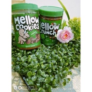 combo mellow crunch dan mellow cookies(free paper bag)
