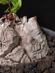白皮 南非龜甲龍   8.6cm 連 花盆  塊根 植物 盆栽 非象牙宮 Plants  caudex 👑 9年老店 新手【實拍。只此一盆】