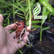 Bibit Tanaman Jahe Merah - Rimpang Jahe Merah - Umbi Jahe Merah