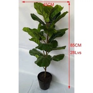 🔥READY STOCK 🔥Fiddle Fig Artificial plant