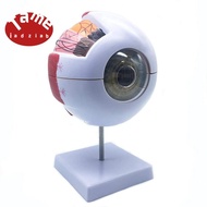 6X Enlarged Human Eye Anatomical Model,Anatomically Accurate Eye Model Human Eye Anatomy for Science