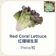 Red Coral Lettuce/红珊瑚生菜/500gm