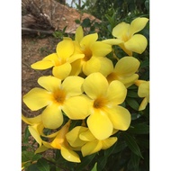 Keratan Bunga Alamanda Kuning Alamanda Cuttings